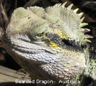 Outback Solutions Internet web site design and service